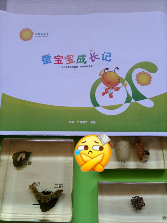昆虫蚕宝宝成长史真实树脂胶标本套装