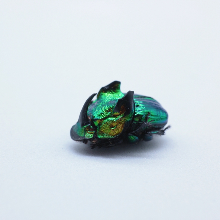昆虫标本｜恶魔绿蜣螂