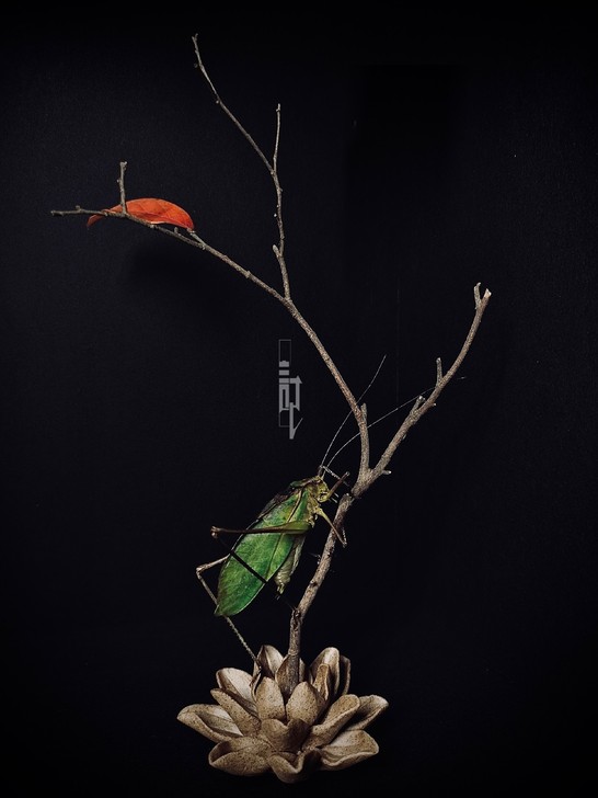 昆虫标本，生态标本