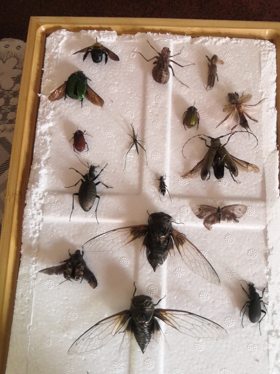 昆虫标本