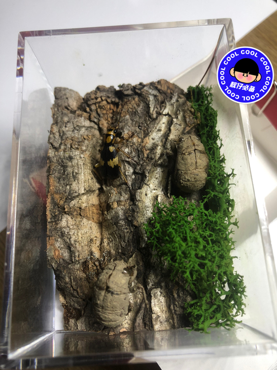 昆虫标本    屁步甲