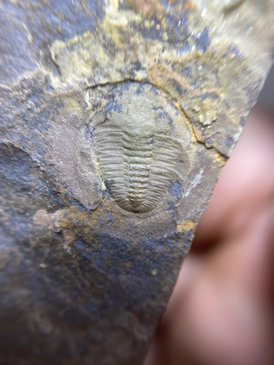 三叶虫化石，风清虫，比较少见