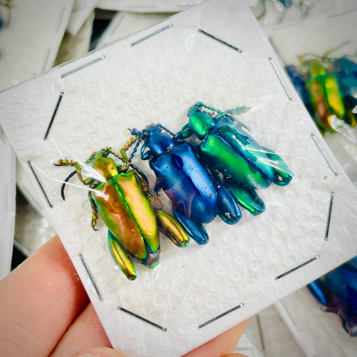 三色茎甲Sagra longicollis...