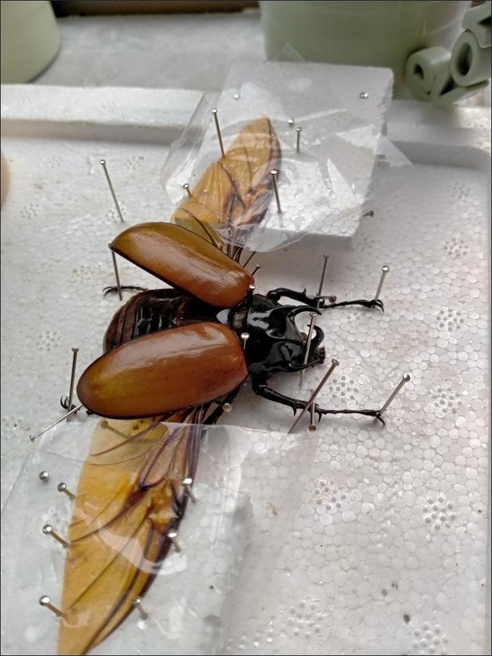 甲虫标本母虫