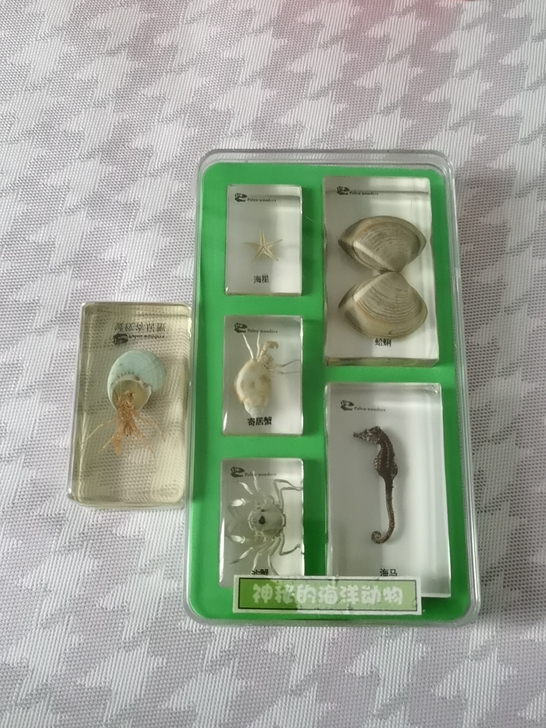 标本标本，边上那个寄居蟹全新