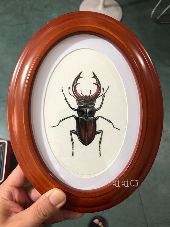 甲虫手绘作品锹甲马克笔画独角仙昆虫标本装饰画