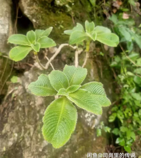 萨古  百年孤独盆景素材   难得一见 感...