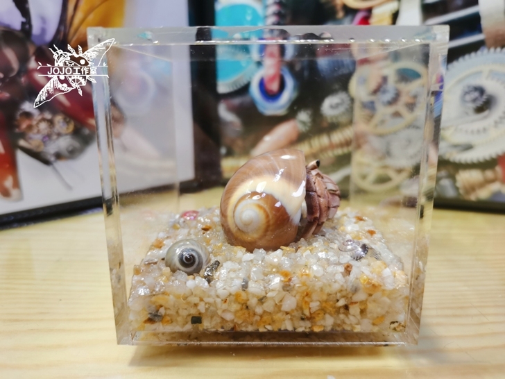 小紫陆寄居蟹标本 螃蟹标本 昆虫甲虫标本 ...