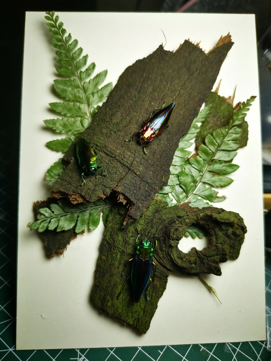 龙昆虫标本挂件摆件个性礼物 7寸标本框，1...