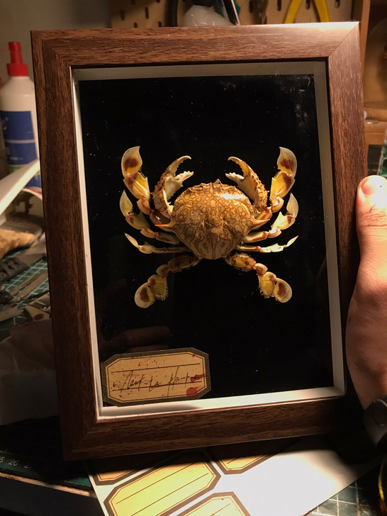 螃蟹标本 标本盒定制 标本 昆虫标本 节肢...