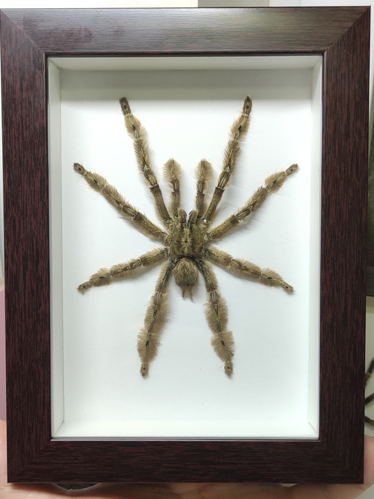 蜘蛛标本各种品种可以挑选价格私聊。新做的一...
