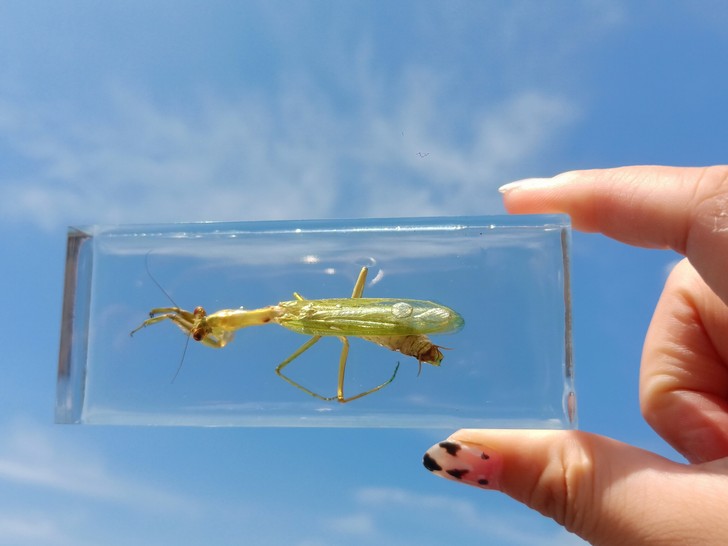 滴胶制作昆虫标本,有螳螂锹甲蟑螂蜘蛛等,有...