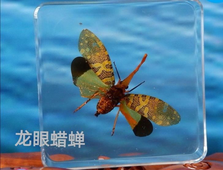 金龟子龙眼蜡蝉黄蜂昆虫标本水晶胶新琥珀工艺...