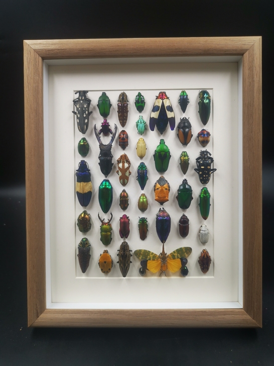 昆虫拼盘标本成品家居办公桌面摆件挂件个性乔...