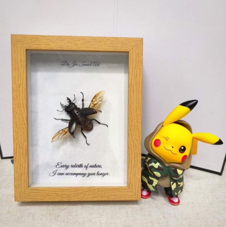 甲虫标本昆虫相框复古装饰礼物摆件创意