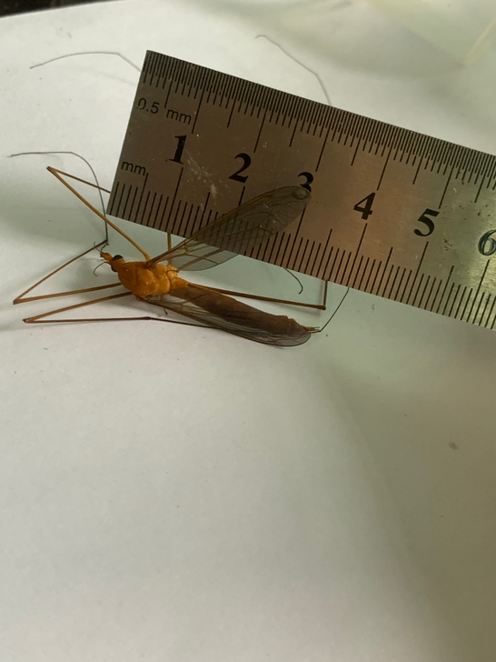 大蚊子，翅展6公分多，身长4公分左右。昆虫...