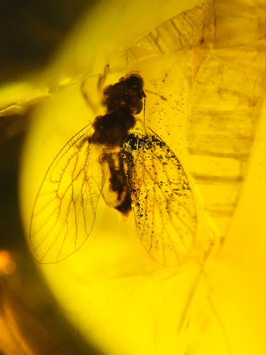 假一赔百。天然缅甸琥珀,虫珀。满身绒毛的啮...