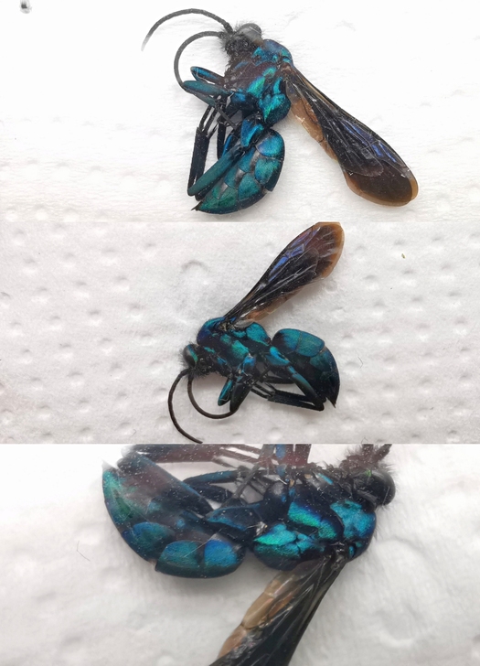 南美洲∣蜂类标本