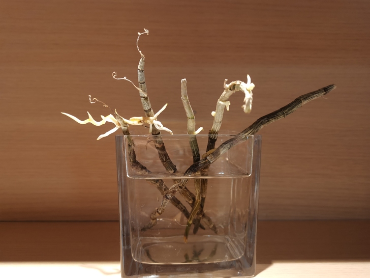 石斛  5-6根