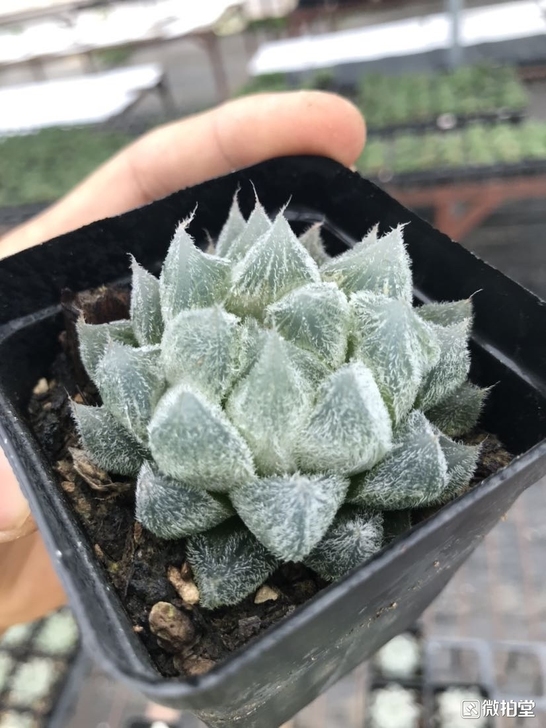 白泽毛玉露，7方盆，带盆土发货，全场包邮