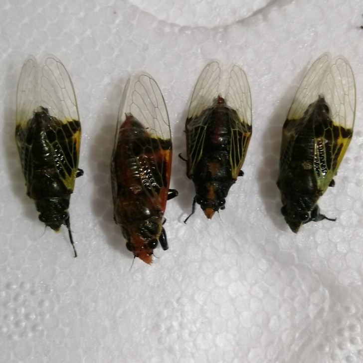 标本昆虫#花蝉叶蝉