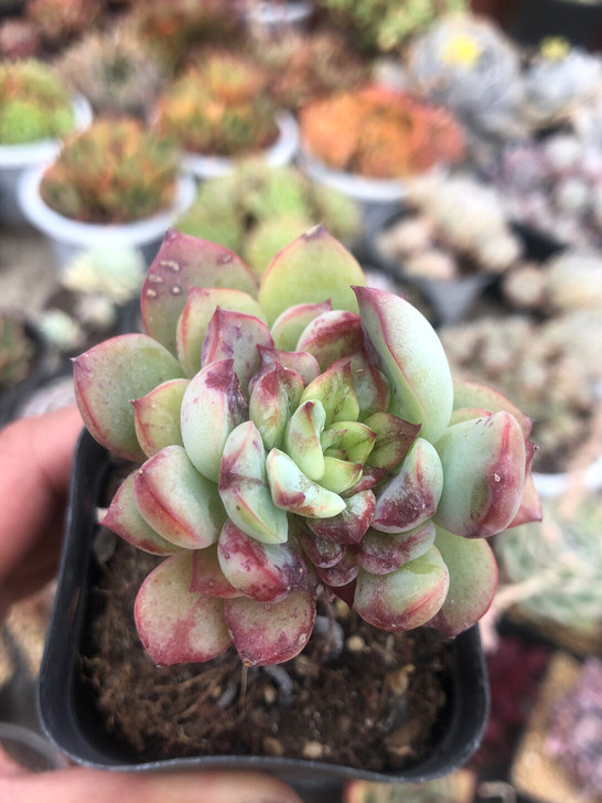 石化多肉 品种自辩 多肉植物 有点好看的