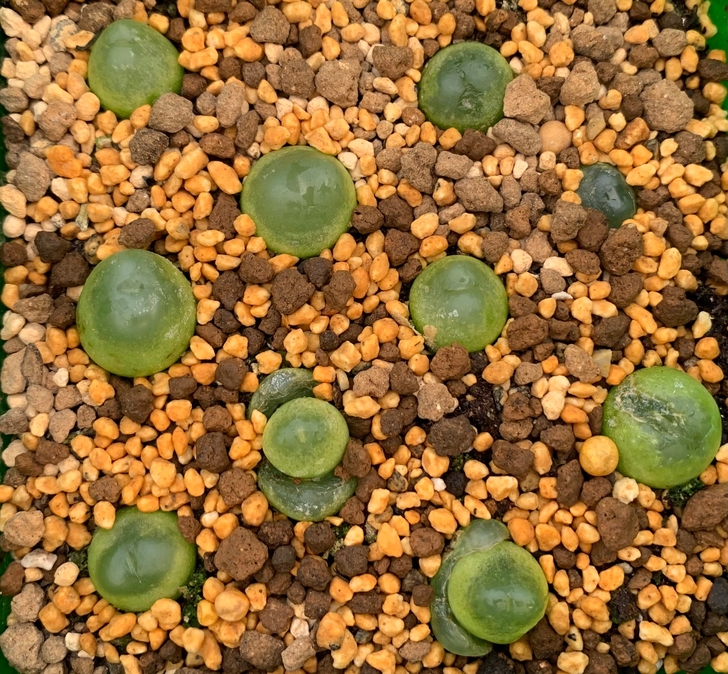 小白君の多肉王国，2021年冬季新品，番杏...