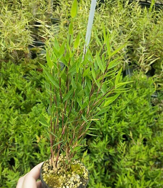 澳洲风竹迷你小竹子君竹子苗室内阳台窗台绿植...