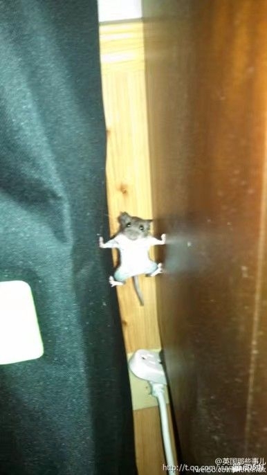 求购二手电动车，...