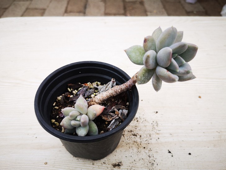 景园多肉植物白雪公主美人直径6CM高11C...