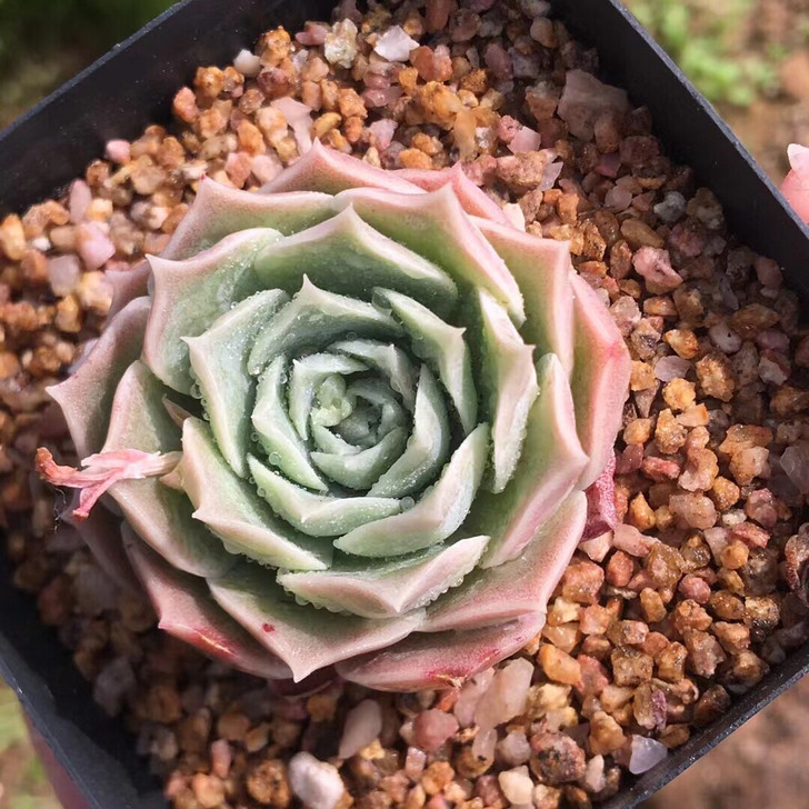 精品月影杂~粉色状态~5.26拍摄