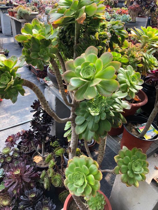 巨无霸法师缀化君美丽法师缀化老桩，高110...