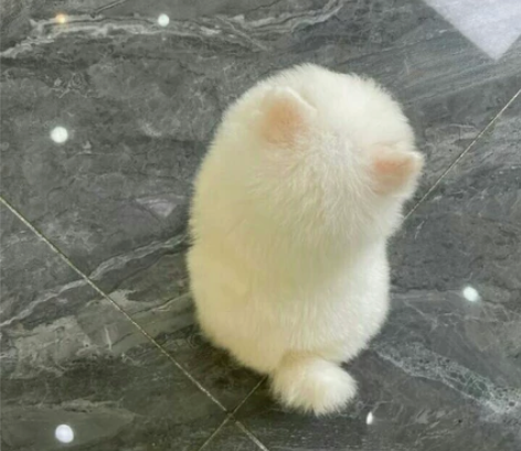 自提自家养的博美幼犬，博美犬宠物狗狗陪伴犬...