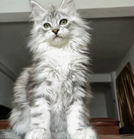 因为其他原因养不了 有需要的朋友可以拿走 ...