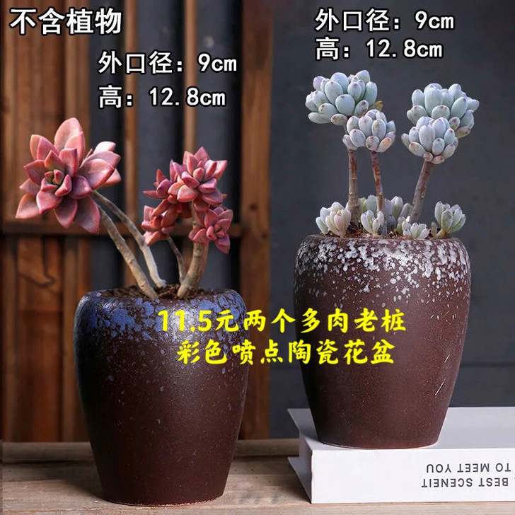 2个11.5元多肉老桩陶瓷花盆包邮包损，适...