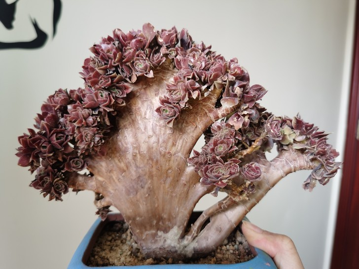 紫羊绒缀化  朵朵缀老桩  顺丰到付