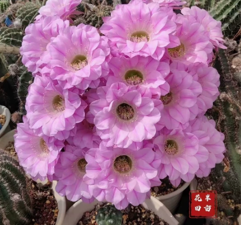 天鹅湖，席克氏仙人球，花径14公分，大花群...