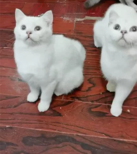 五个月纯种银点公猫,猫三联疫苗+驱虫已经做...