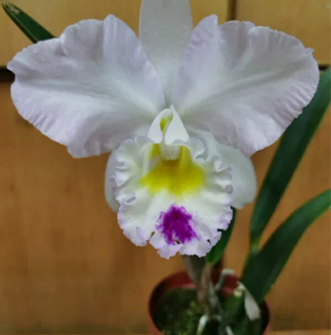 卡特兰“森本” “C.Pure Soul ...