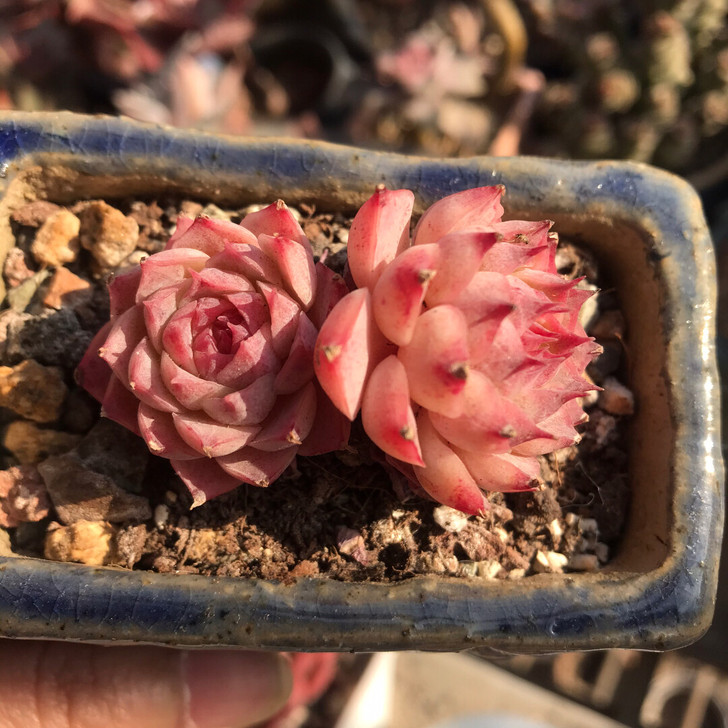 多肉植物，夏洛玫瑰双头，一物一拍，植物特殊...