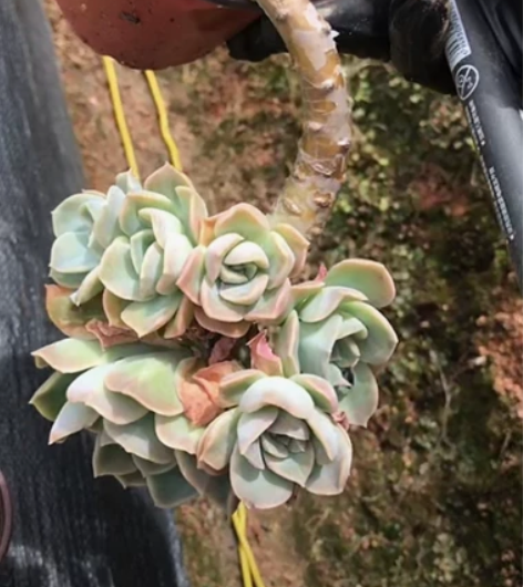 哈利沃森悬崖飘枝造型，因工作调动原因，不打...