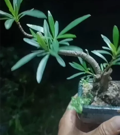 柳叶栀子花坨上带飘的一颗！状态很生猛！看叶...