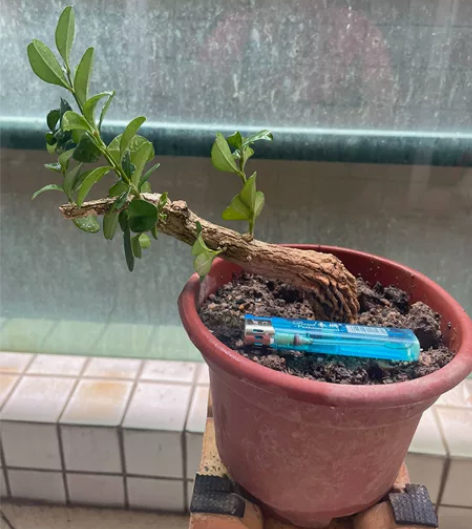 海岛黄杨，飘枝型，小精品。换个新盆更有档次...