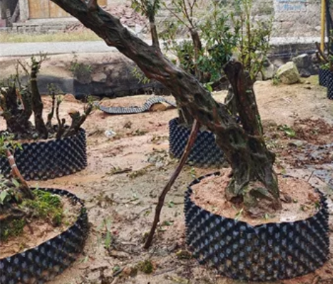 杜鹃盆景～沙浪飘杆桩，飘长1.7米，杆粗直...