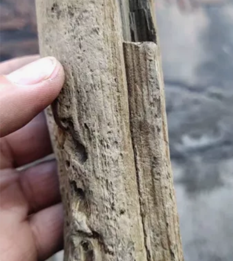 木化石0.6公斤，石化好纹理清楚疖子虫眼依...