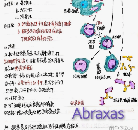【实体不出，来源唯一】高中生物笔记必修一二...