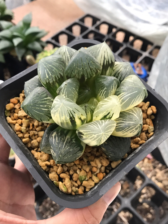 玉檀寿锦拉丝锦母本