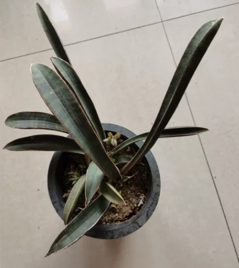 虎尾兰，棒球杆虎皮兰。10大叶。展品级。一...