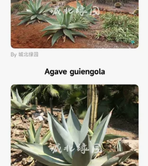 进口多汁植物 龙舌兰属 翠玉龙种子 拉丁名...