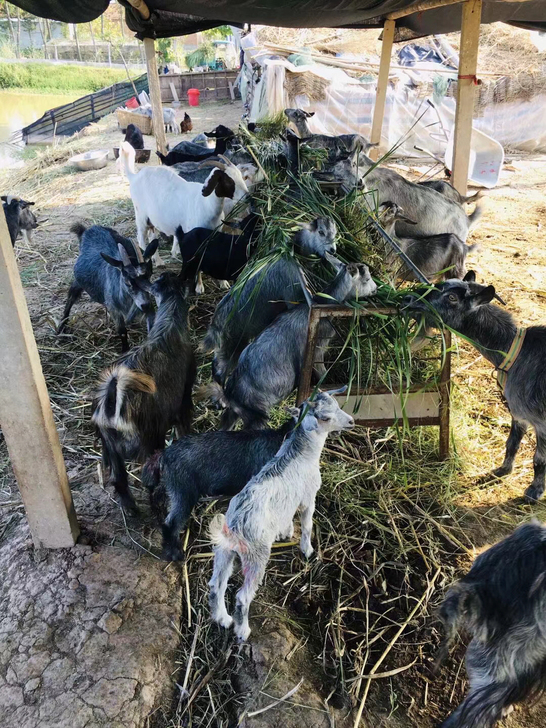济宁古老青山羊繁殖快效益高，一年最少两窝一...
